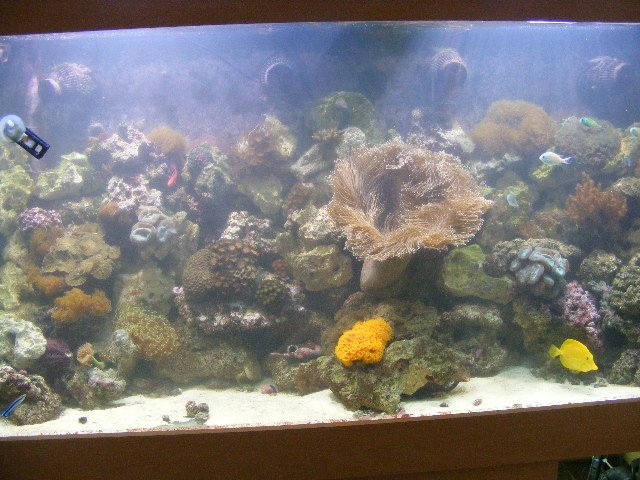 2008_0328tank0003.JPG