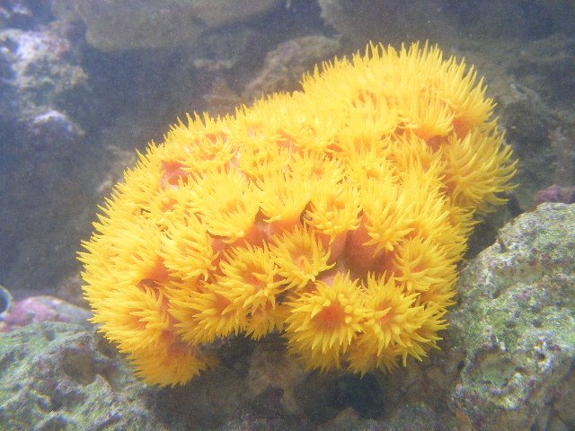 2008_0328tank0002.JPG