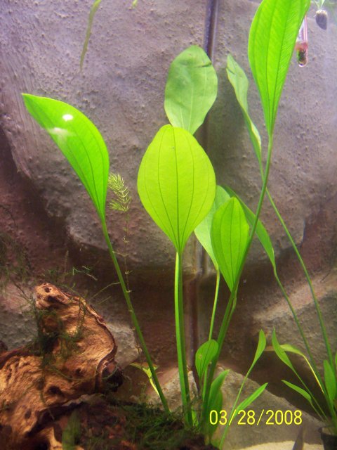 tank 005.jpg