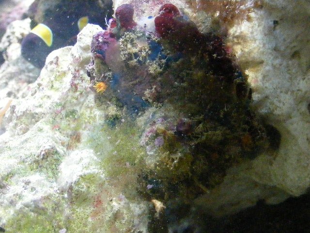 2008_0329tank0004.JPG