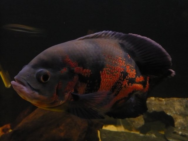 P1020523.JPG