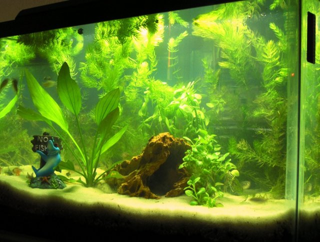 fish tank 1 replanted large image.JPG