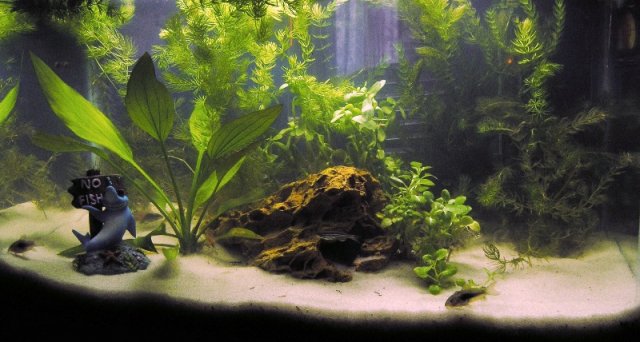 small tank 1 after replanting.JPG
