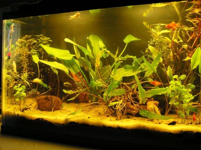 replanted tank 2.JPG
