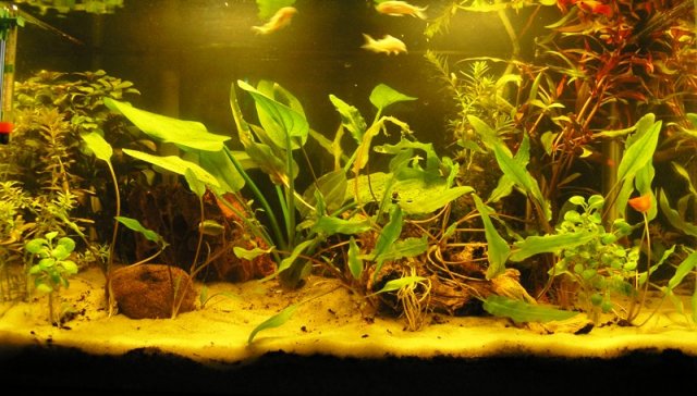 replanted fish tank 2.JPG