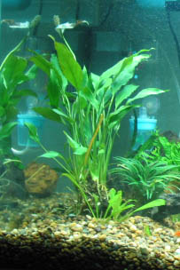 Not Anubias.jpg