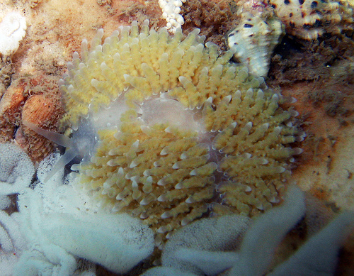 nudibranch.jpg