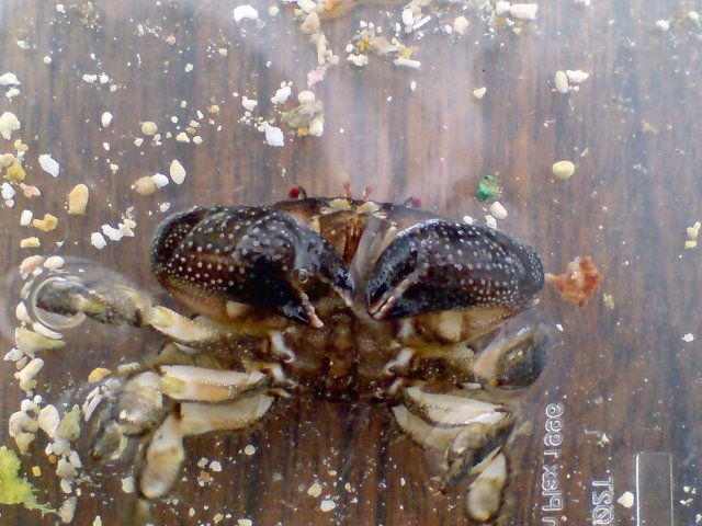 crab again.jpg