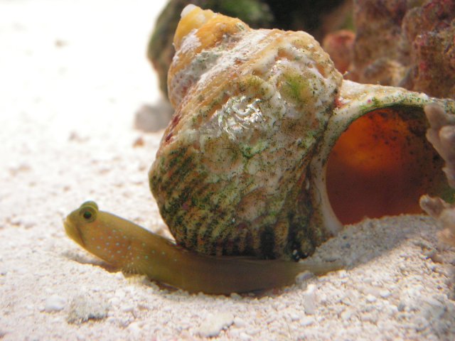 First fish 036.jpg