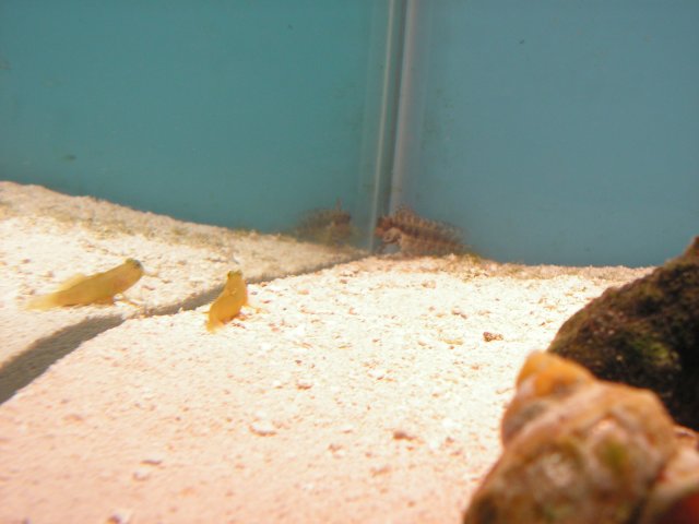 First fish 037.jpg