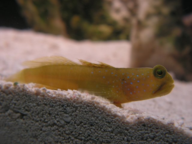 First fish 039.jpg