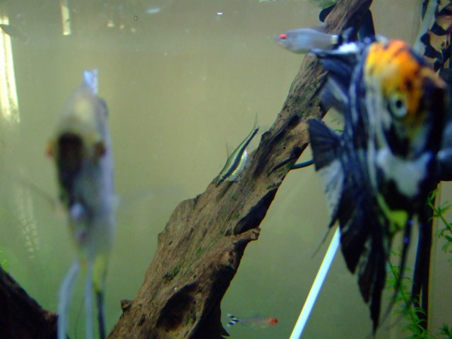 DSCF0650.jpg