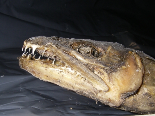 unknownfish1.jpg unknownfish1.jpg