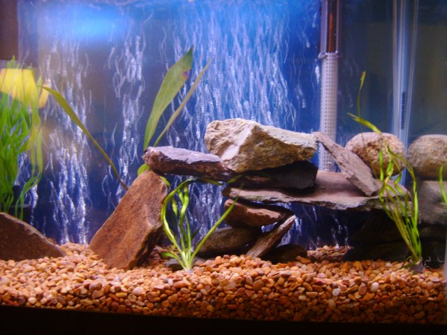 fish tank 012.jpg