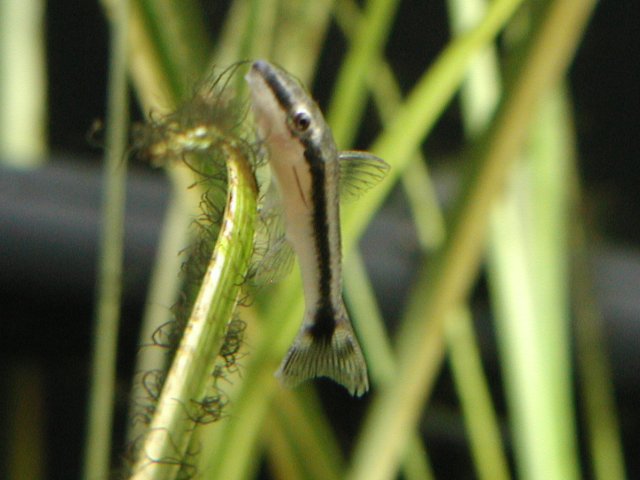 newFish003.JPG