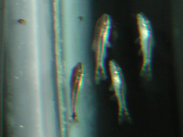 newFish013.JPG