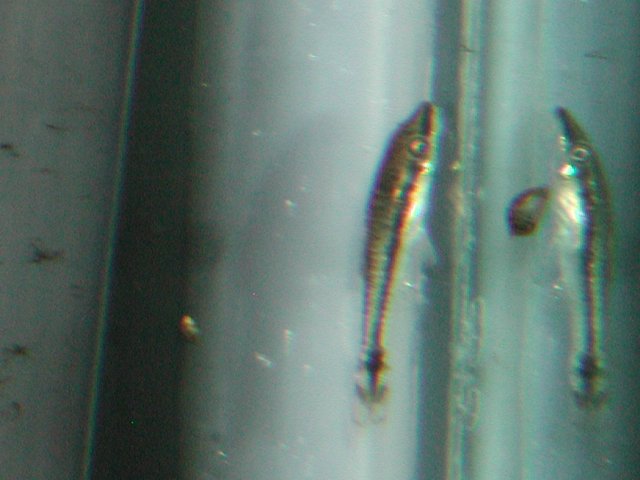 newFish001.JPG