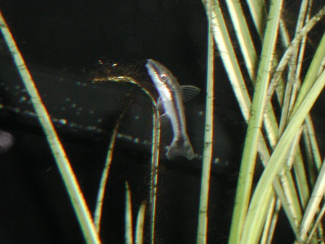 newFish002.JPG