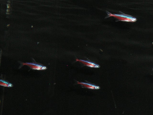 newFish014.JPG