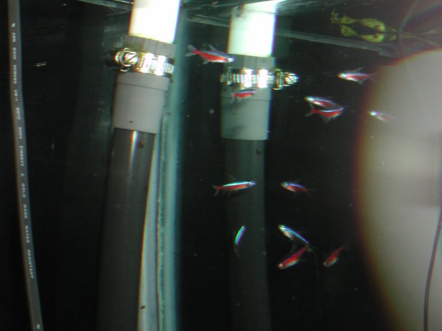 newFish016.JPG