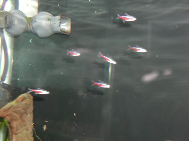 newFish011.JPG