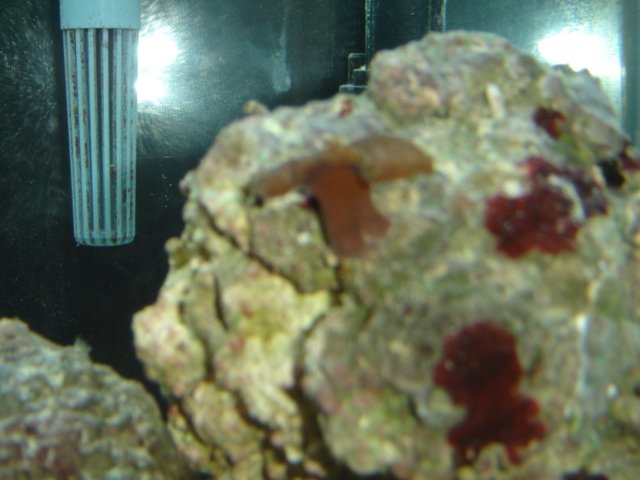 small coral.JPG