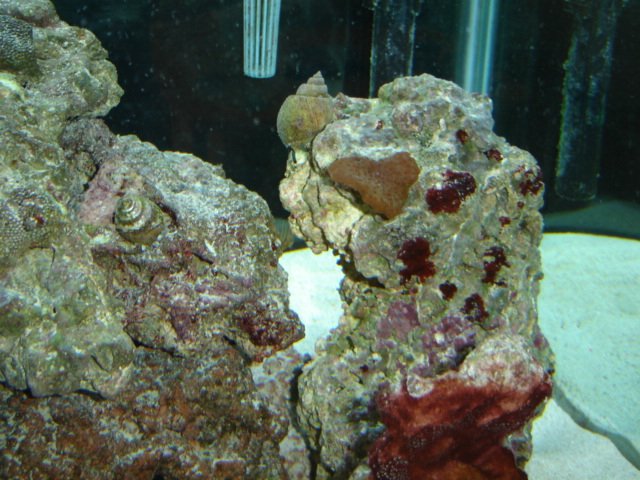 small coral 2.JPG