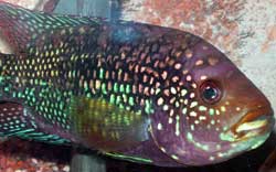 jack-dempsey male.jpg