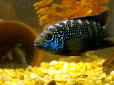 jack-dempsey-cichlid-female.jpg