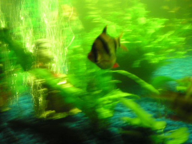 tiger barb1.JPG
