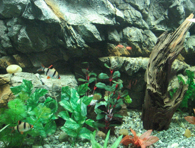 IMG_2957b.jpg