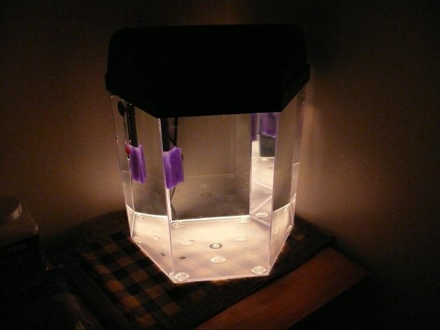 new fry tank.JPG