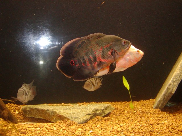 P1010354.JPG