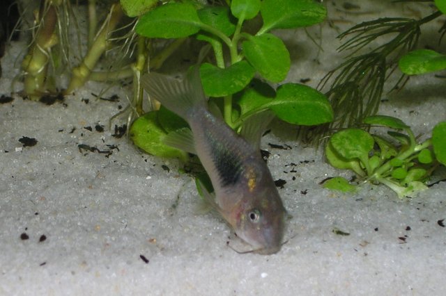 bronze corydoras.JPG
