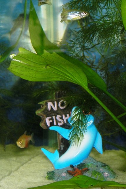 von rio tera and danio and charlie.JPG