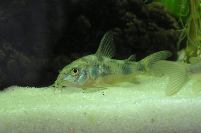 pepper cory 1.JPG