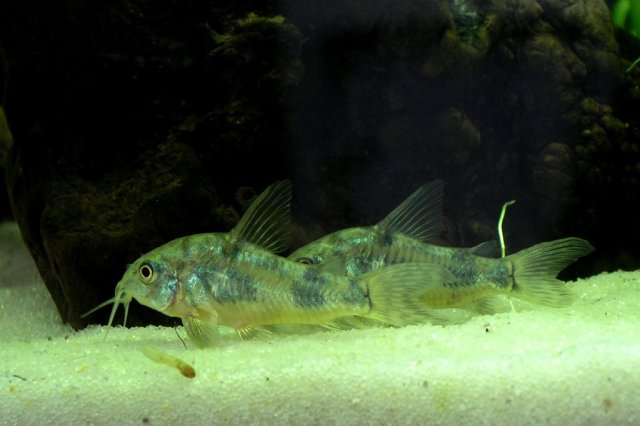 peppered corys 2.JPG