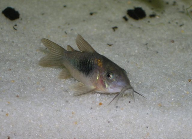 bronze cory 2.JPG