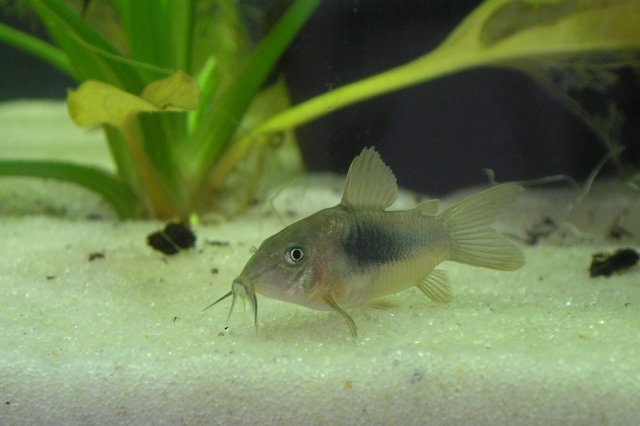 bronze cory 3.JPG