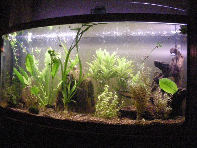 John's Fish Tank 08 04 08 237.JPG