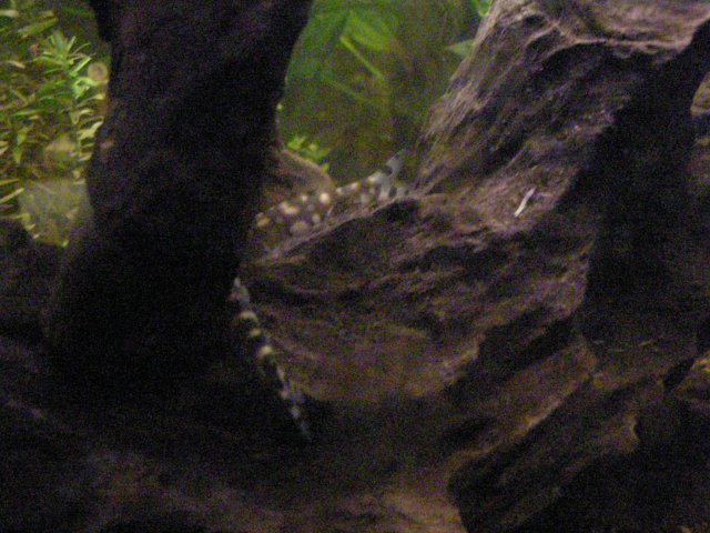 John's Fish Tank 08 04 08 238.JPG