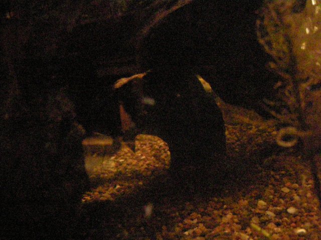 John's Fish Tank 08 04 08 239.JPG