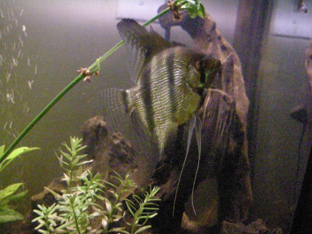 John's Fish Tank 08 04 08 240.JPG