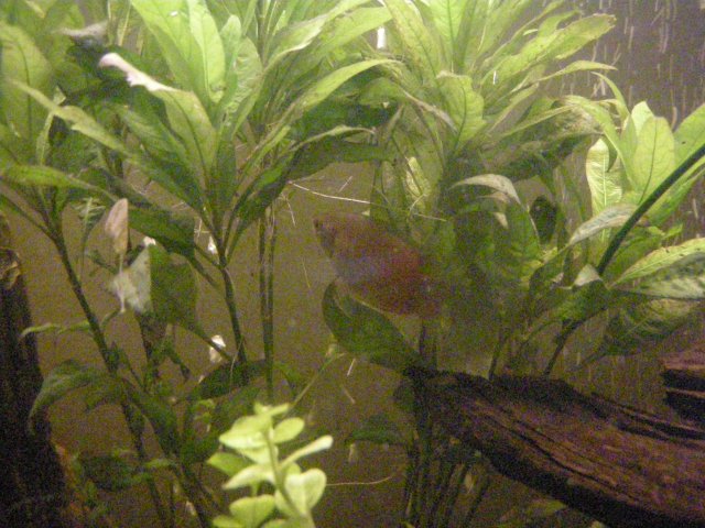 John's Fish Tank 08 04 08 241.JPG