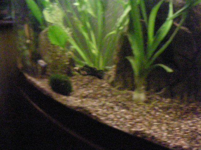 John's Fish Tank 08 04 08 243.JPG