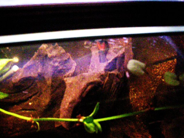 John's Fish Tank 08 04 08 251.JPG