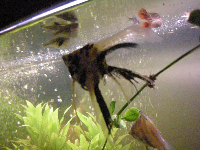 John's Fish Tank 08 04 08 247.JPG