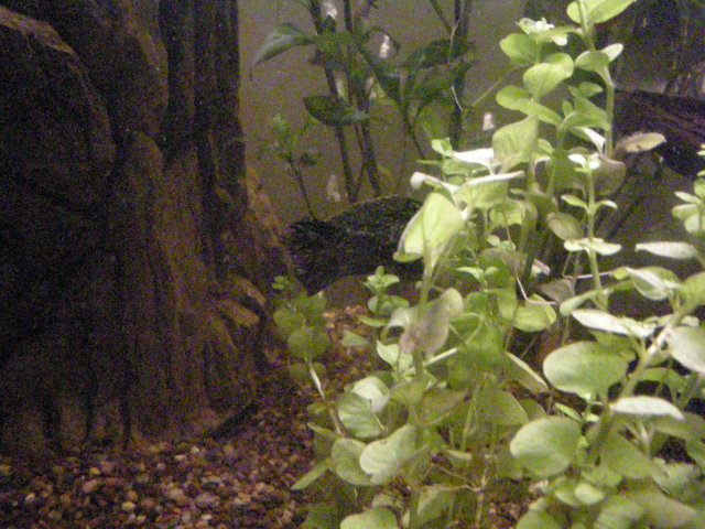 John's Fish Tank 08 04 08 242.JPG