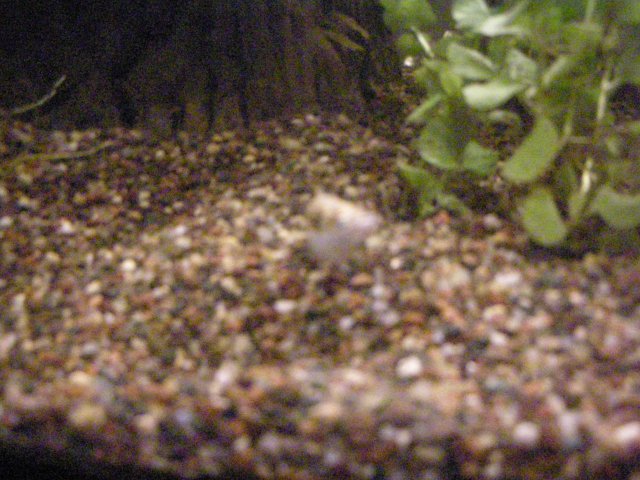 John's Fish Tank 08 04 08 244.JPG