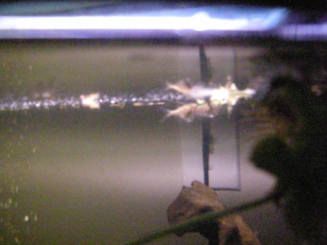 John's Fish Tank 08 04 08 245.JPG